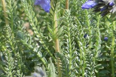 Polemonium confertum
