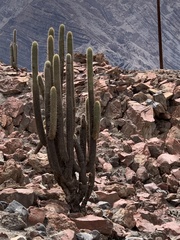 Weberbauerocereus weberbaueri