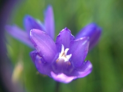 Dipterostemon capitatus