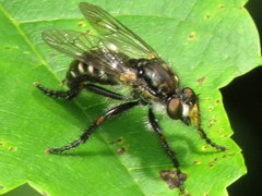 Cyrtopogon