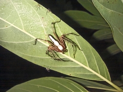 Oxyopes shweta