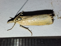 Pediasia luteella