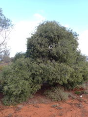 Alectryon oleifolius