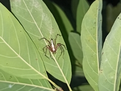 Oxyopes shweta