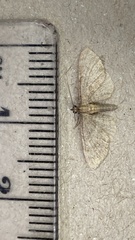 Eupithecia haworthiata
