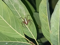 Oxyopes shweta