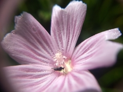 Sidalcea malviflora
