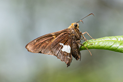 Epargyreus socus orizaba