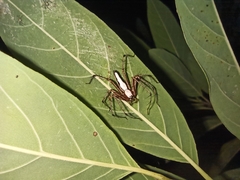 Oxyopes shweta
