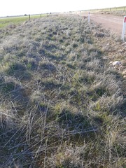 Acanthocladium dockeri