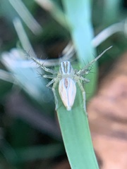 Oxyopes salticus