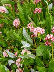 Eriogonum coloradense