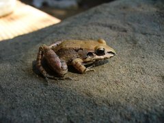 Leptodactylus poecilochilus