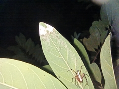 Oxyopes shweta