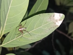 Oxyopes shweta