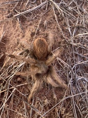 Aphonopelma peloncillo