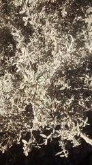 Buddleja mendozensis