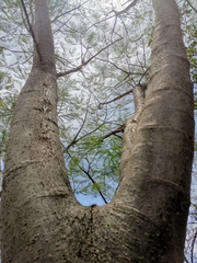 Conzattia multiflora