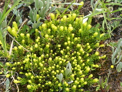 Phyllodoce glanduliflora