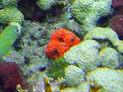 Dragmacidon lunaecharta