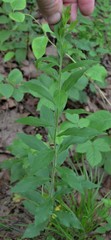 Solidago ulmifolia palmeri