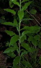 Solidago ulmifolia palmeri