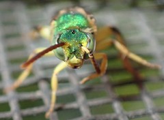 Agapostemon poeyi