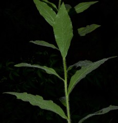 Solidago ulmifolia palmeri