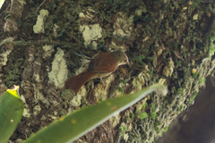 Cranioleuca semicinerea