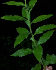 Solidago ulmifolia palmeri