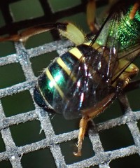 Agapostemon poeyi
