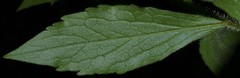 Solidago ulmifolia palmeri