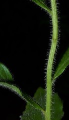 Solidago ulmifolia palmeri