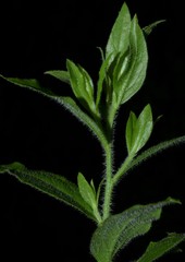 Solidago ulmifolia palmeri