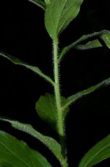 Solidago ulmifolia palmeri