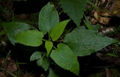 Symphyotrichum anomalum