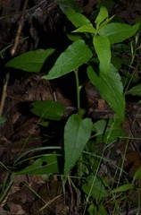 Symphyotrichum anomalum