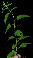 Symphyotrichum anomalum