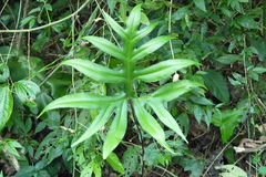 Doryopteris