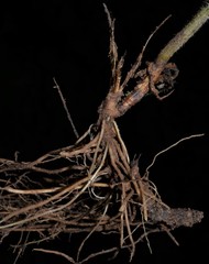 Symphyotrichum anomalum