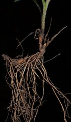 Symphyotrichum anomalum