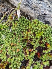 Kelleria croizatii
