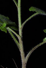 Symphyotrichum anomalum