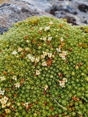 Kelleria croizatii