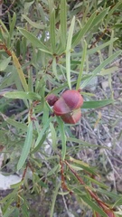 Colliguaja integerrima