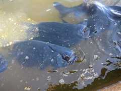 Colossoma macropomum