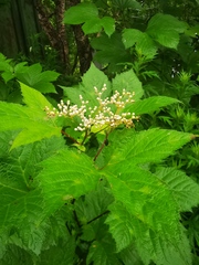 Filipendula camtschatica