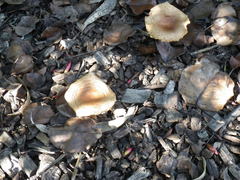 Agaricales