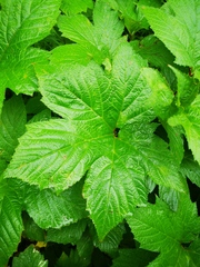 Filipendula camtschatica