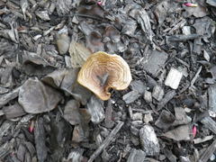 Agaricales